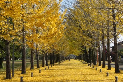 🌳 배움의 숲 (마나비노모리) 이미지 2